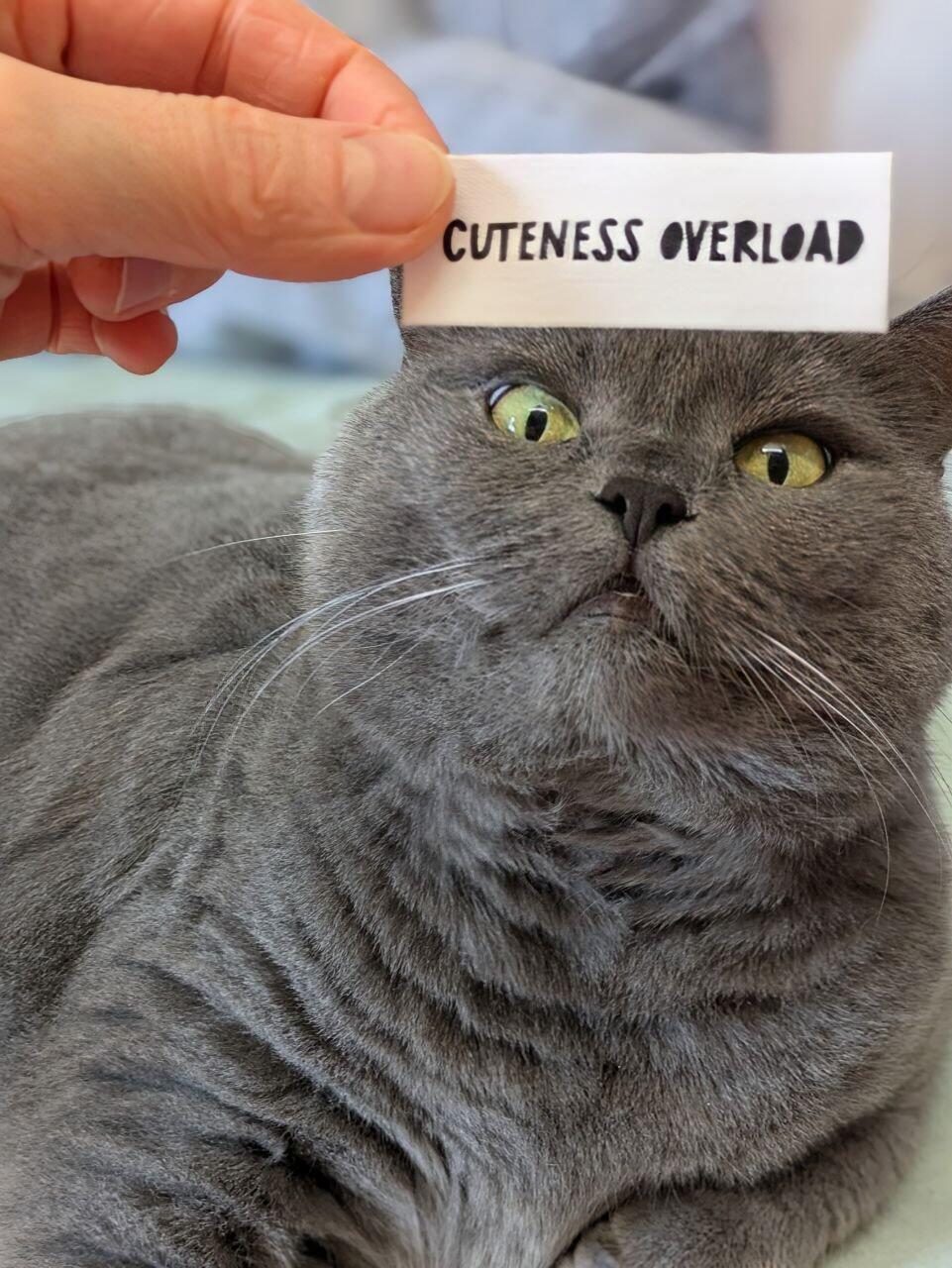 Mega süß
