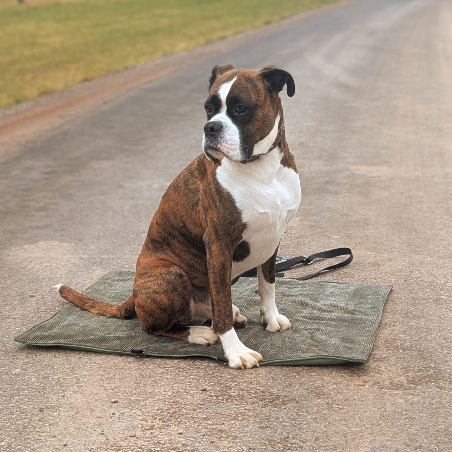 sew-simple-erwin-hundedecke-papierschnittmuster-faltbar image 4