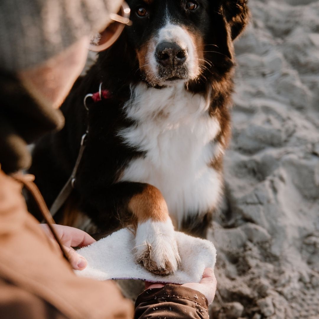sew-simple-haustiere-hundehalstuch-mindy-pdf-schnittmuster-wende image 4