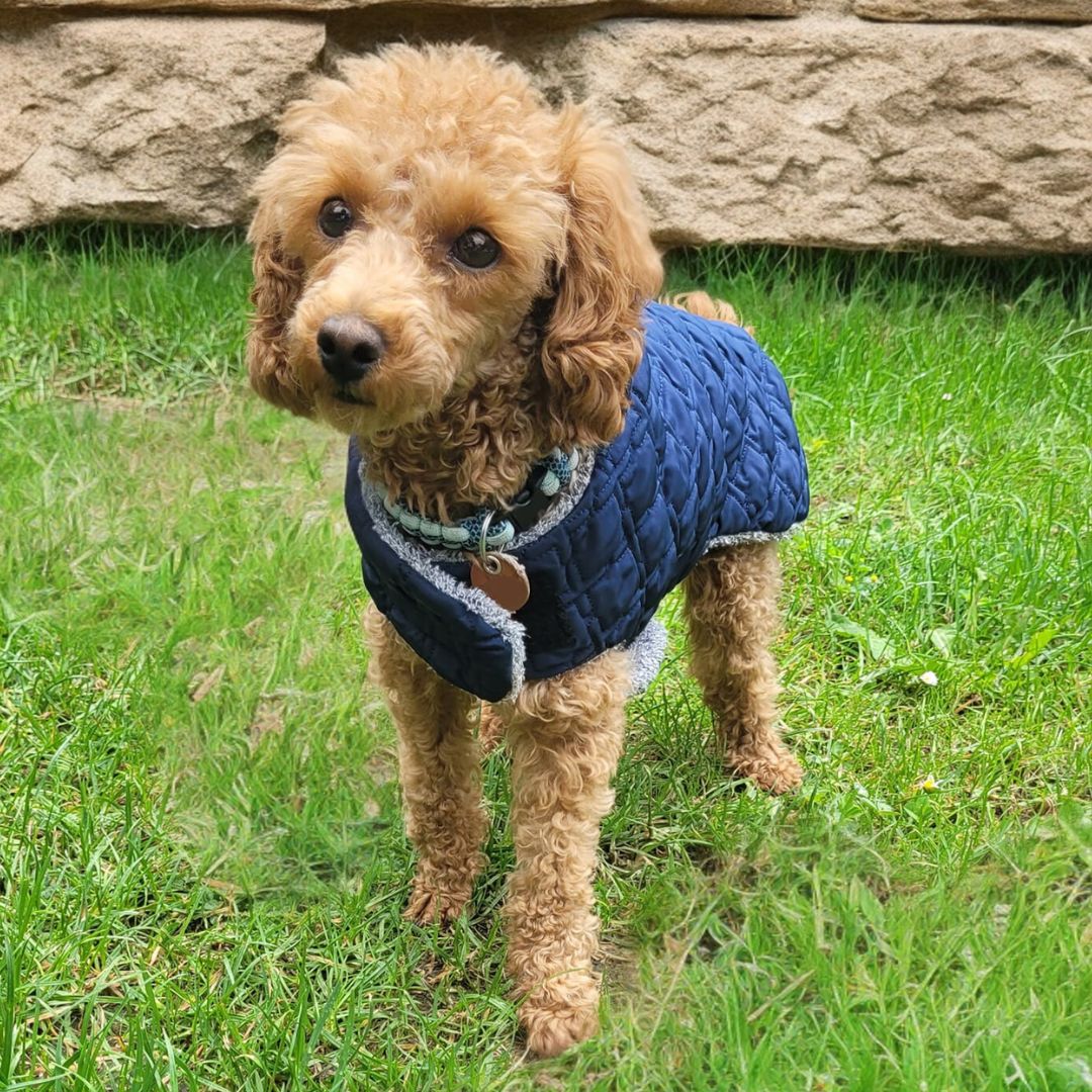 fadenk-fer-allwettermantel-papierschnittmuster-hunde-xs-6xl image 4