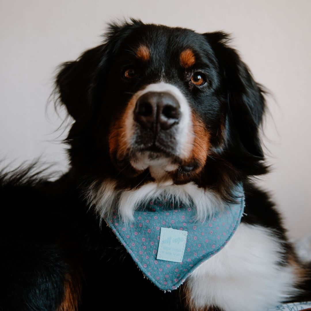 sew-simple-haustiere-hundehalstuch-mindy-pdf-schnittmuster-wende image 1