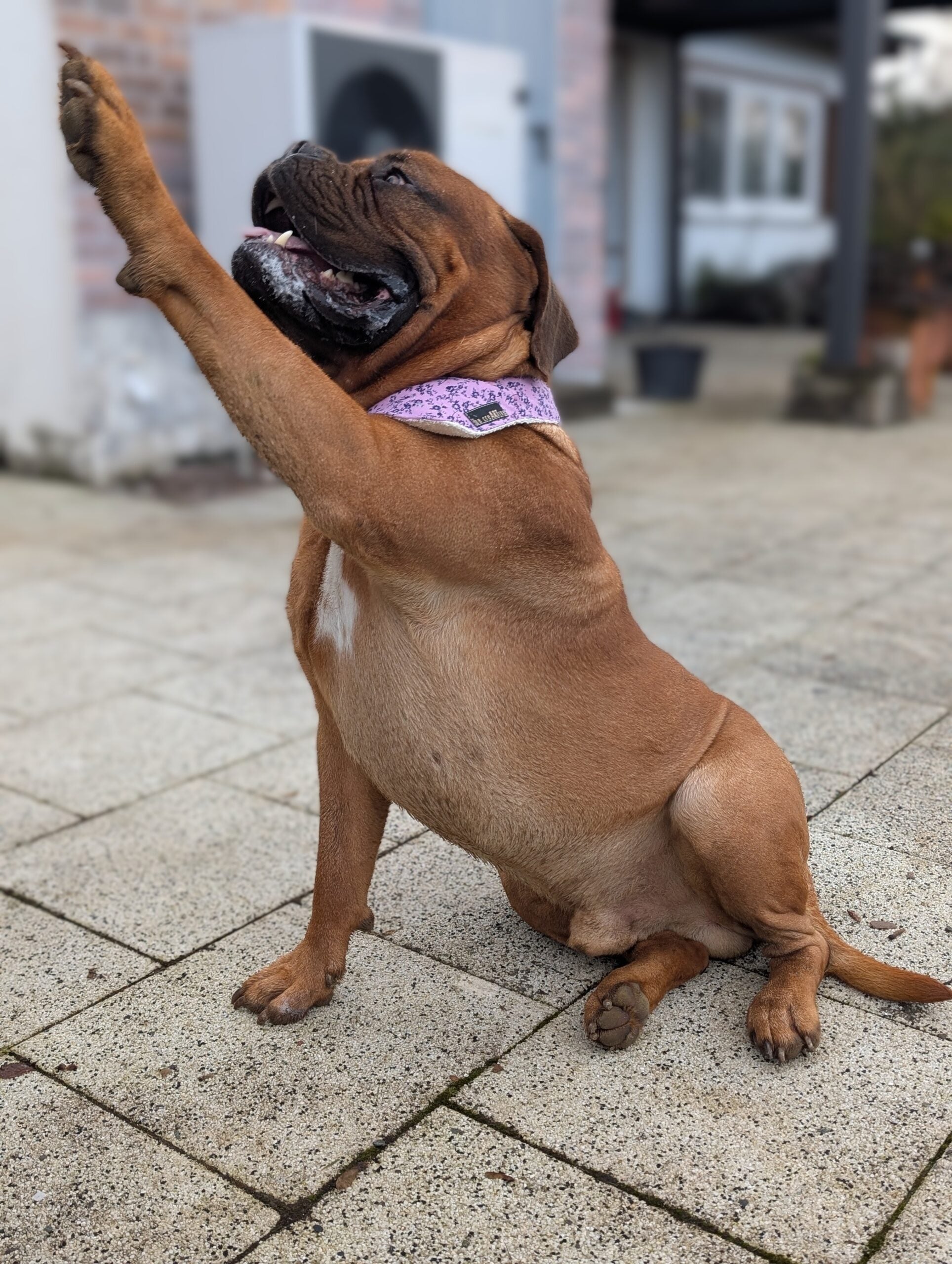 sew-simple-haustiere-hundehalstuch-mindy-pdf-schnittmuster-wende image 5